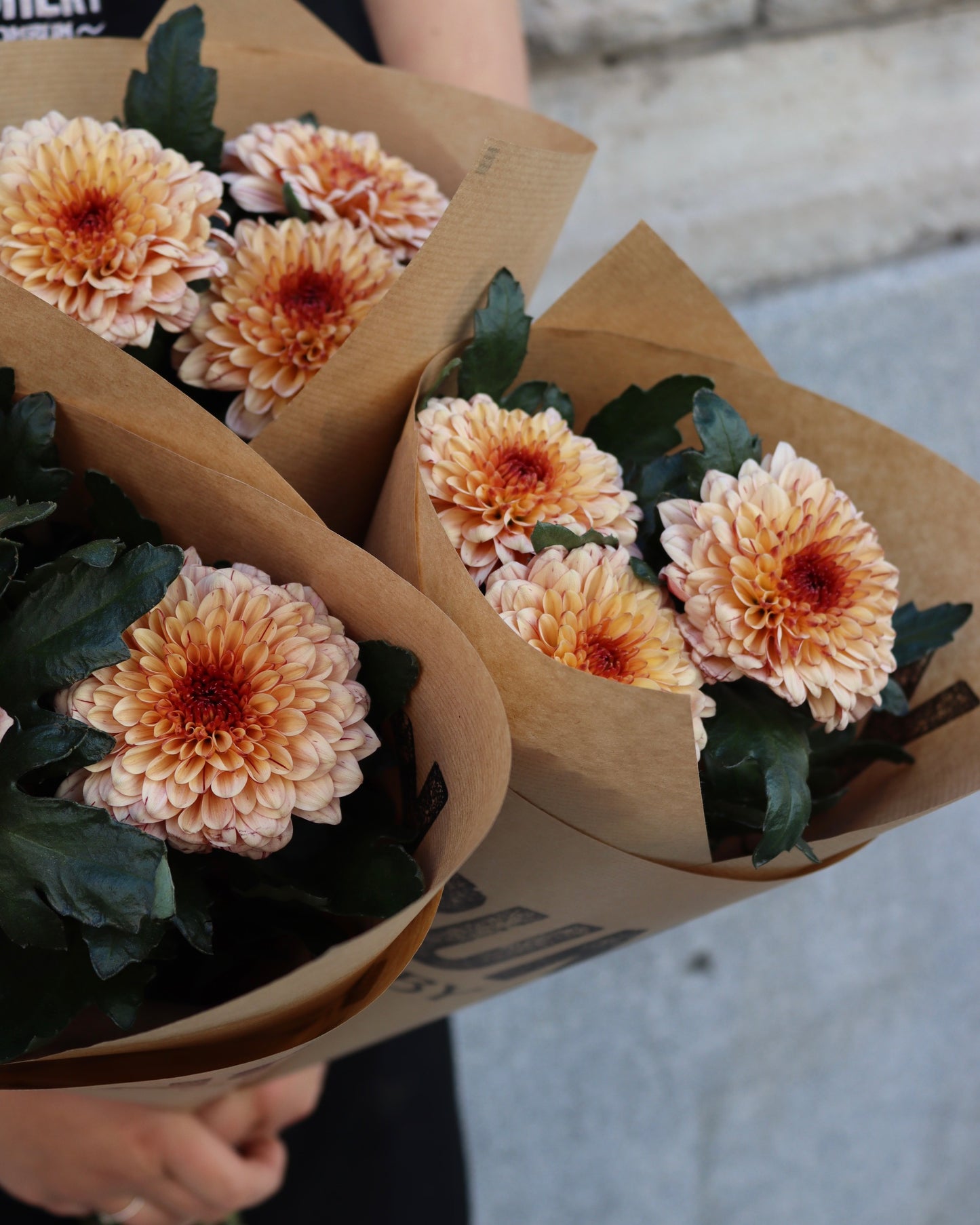 Bollkrysantemum
