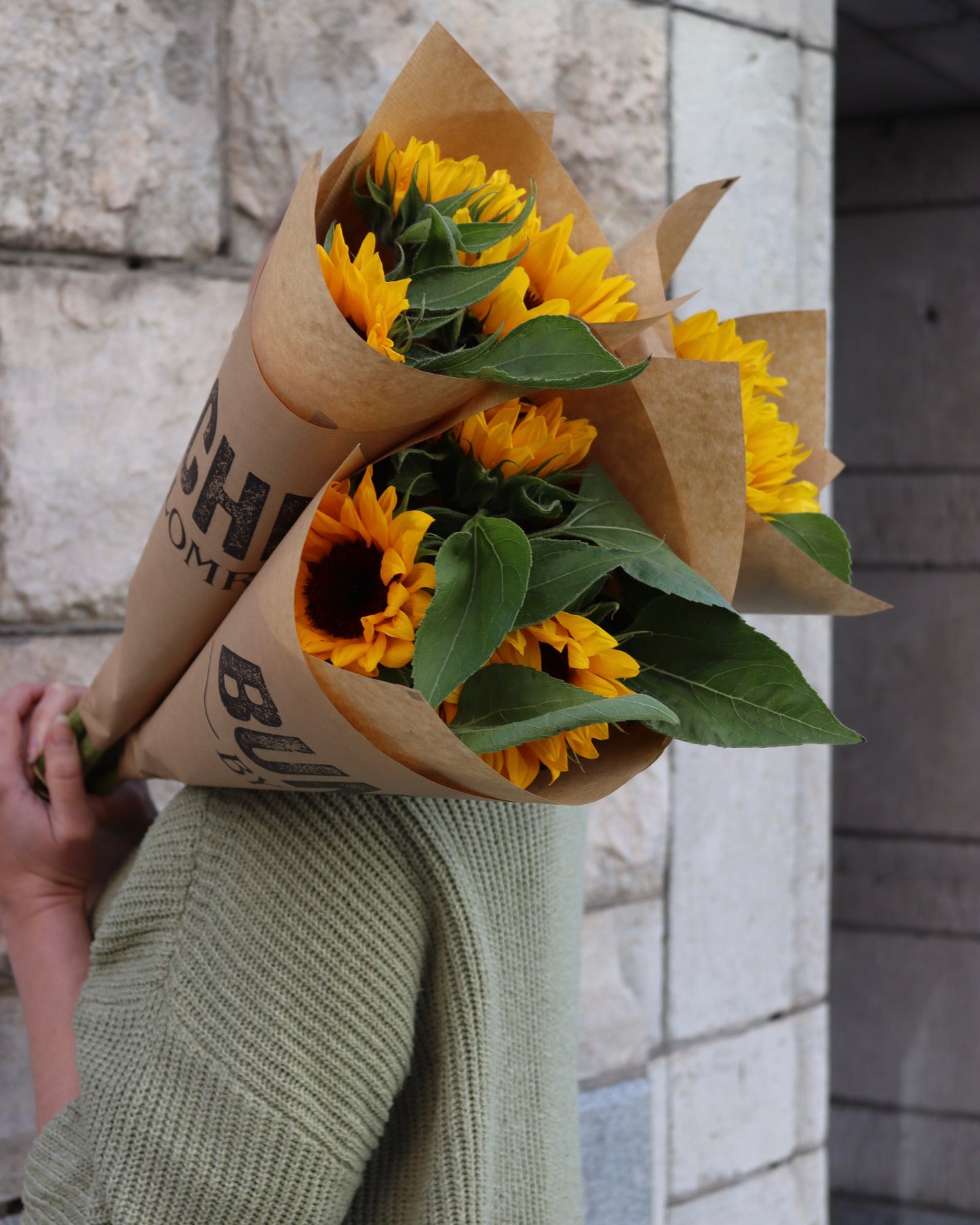 Solros - Helianthus