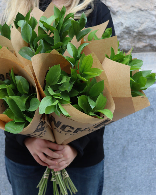Ruskus - Ruscus