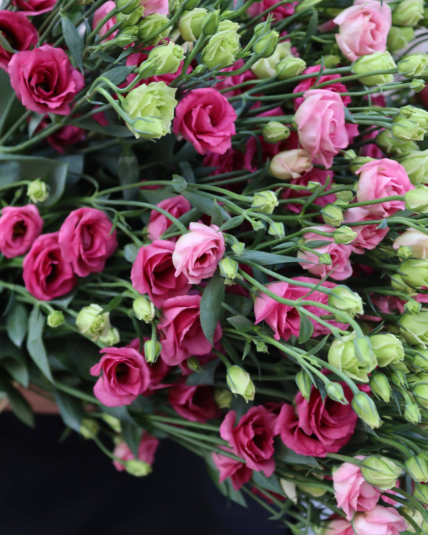 Prärieklocka - Lisianthus