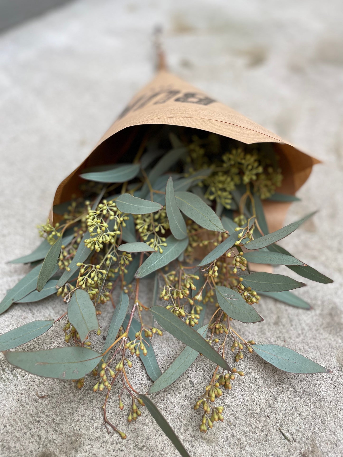 Eucalyptus - Populus