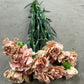 Nejlika/Dianthus Rosa/Nude