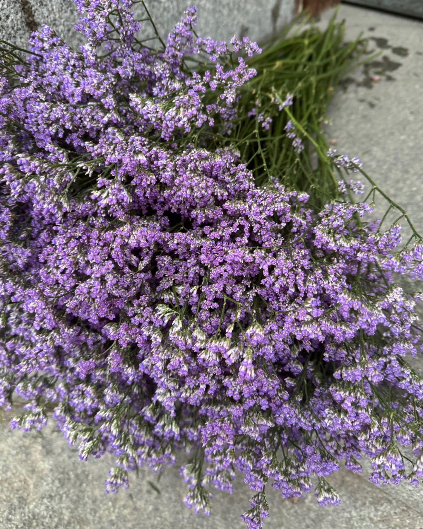 Limonium