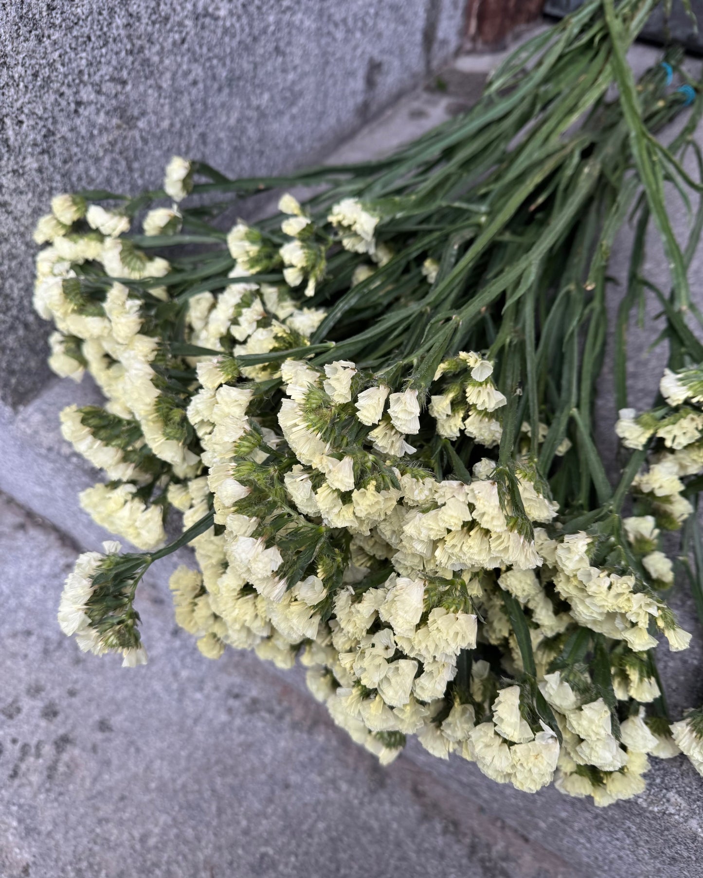 Limonium