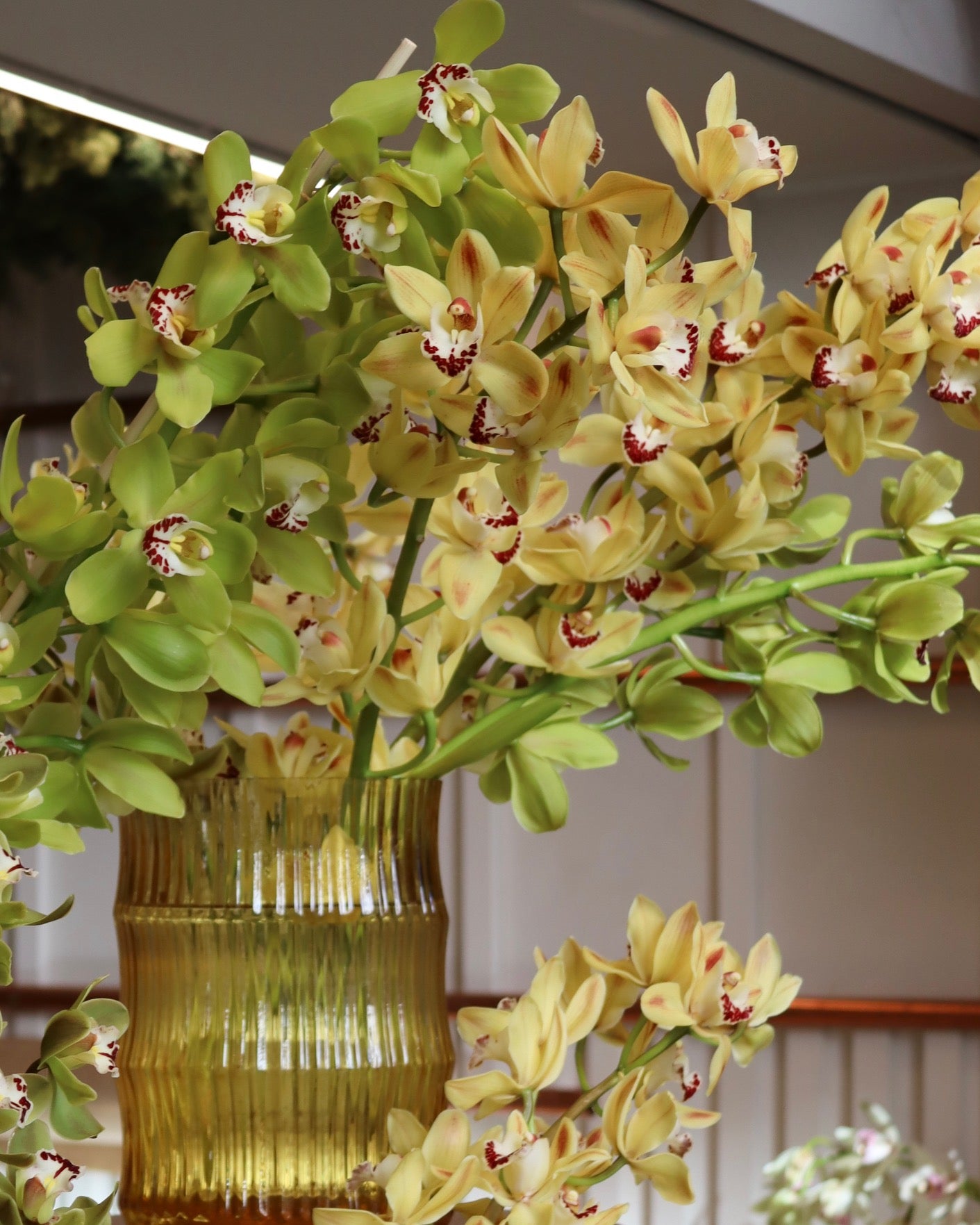 Cymbidium