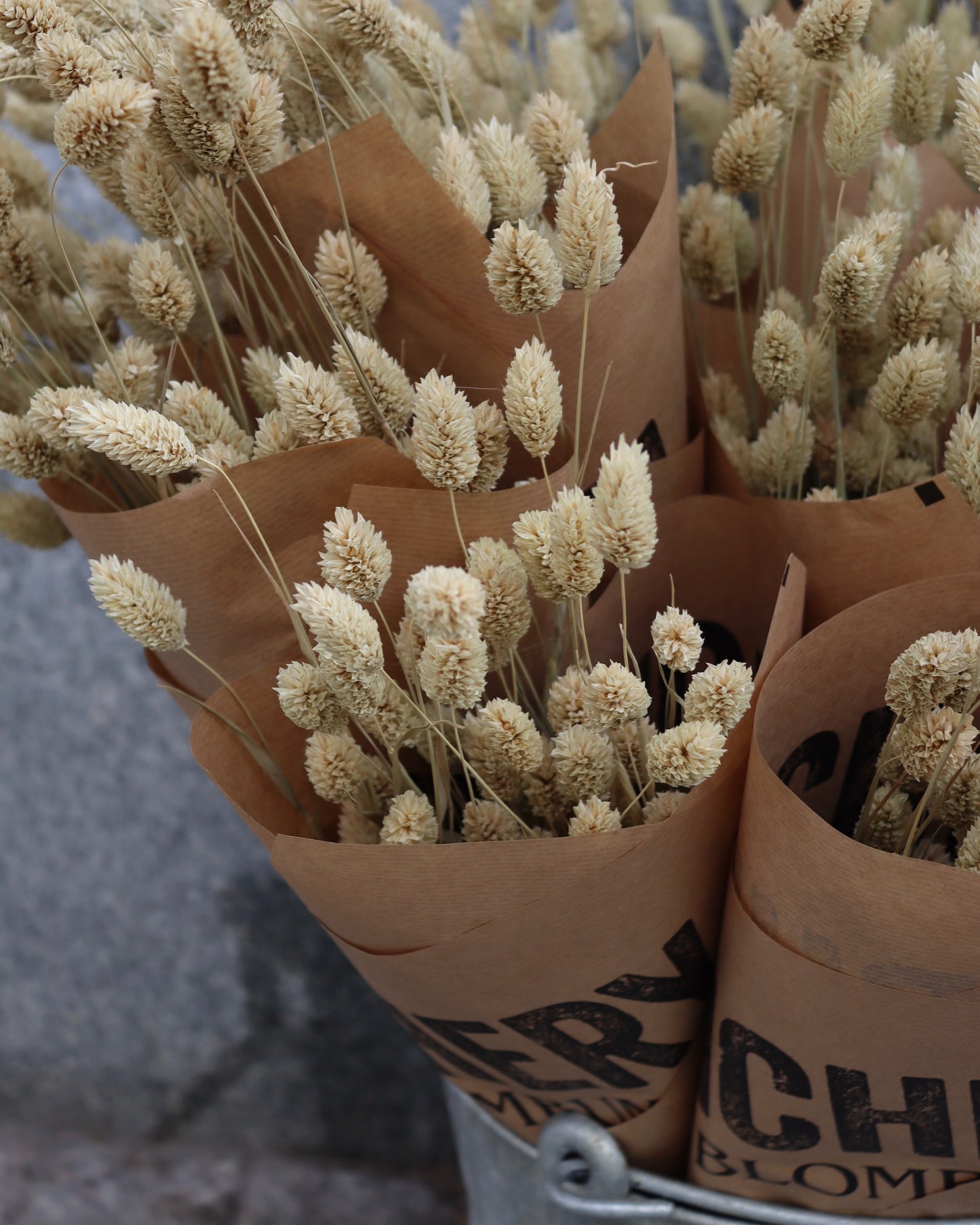 Phalaris