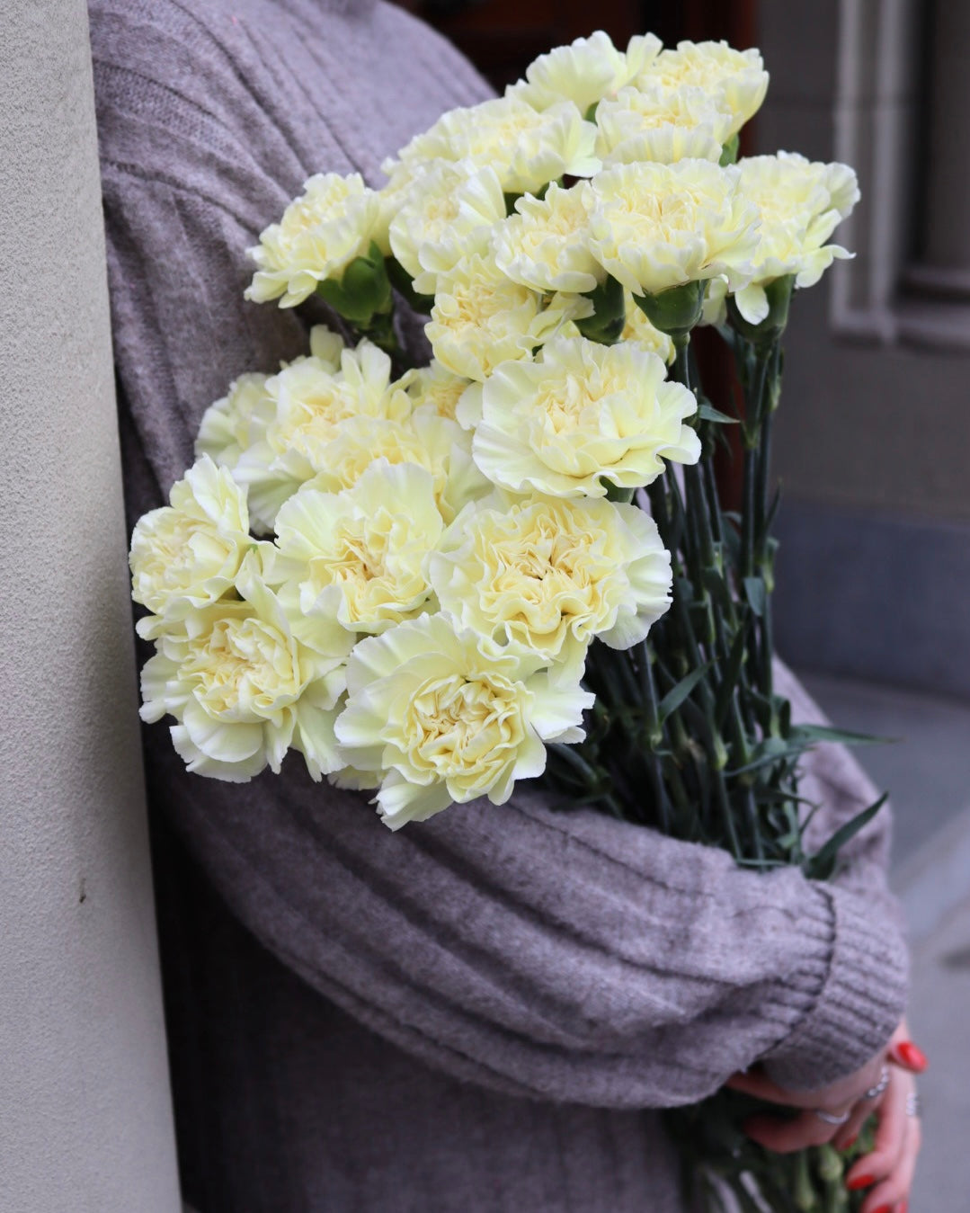 Nejlika - Dianthus
