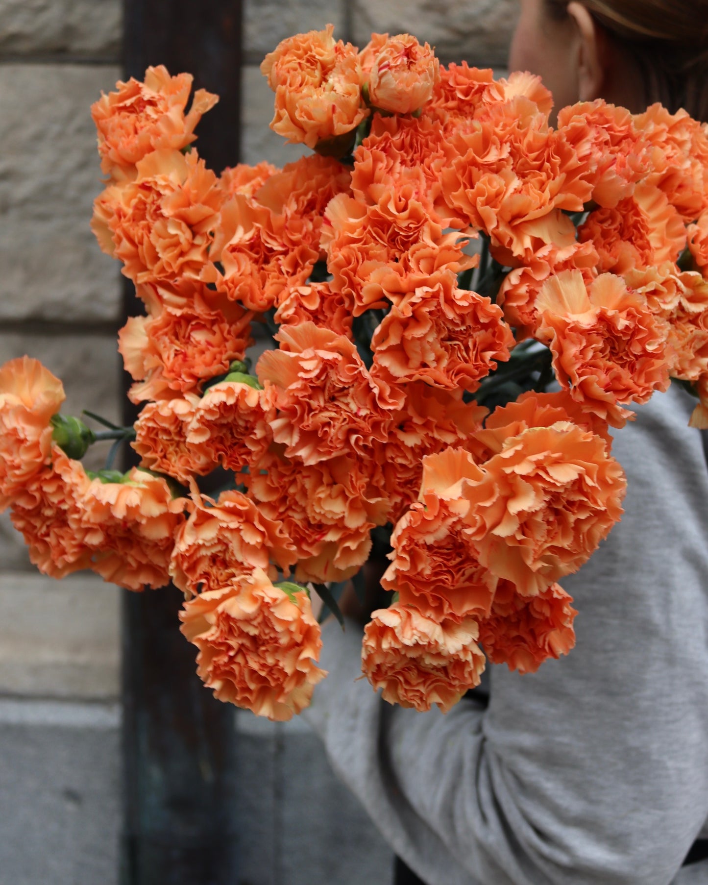 Nejlika - Dianthus