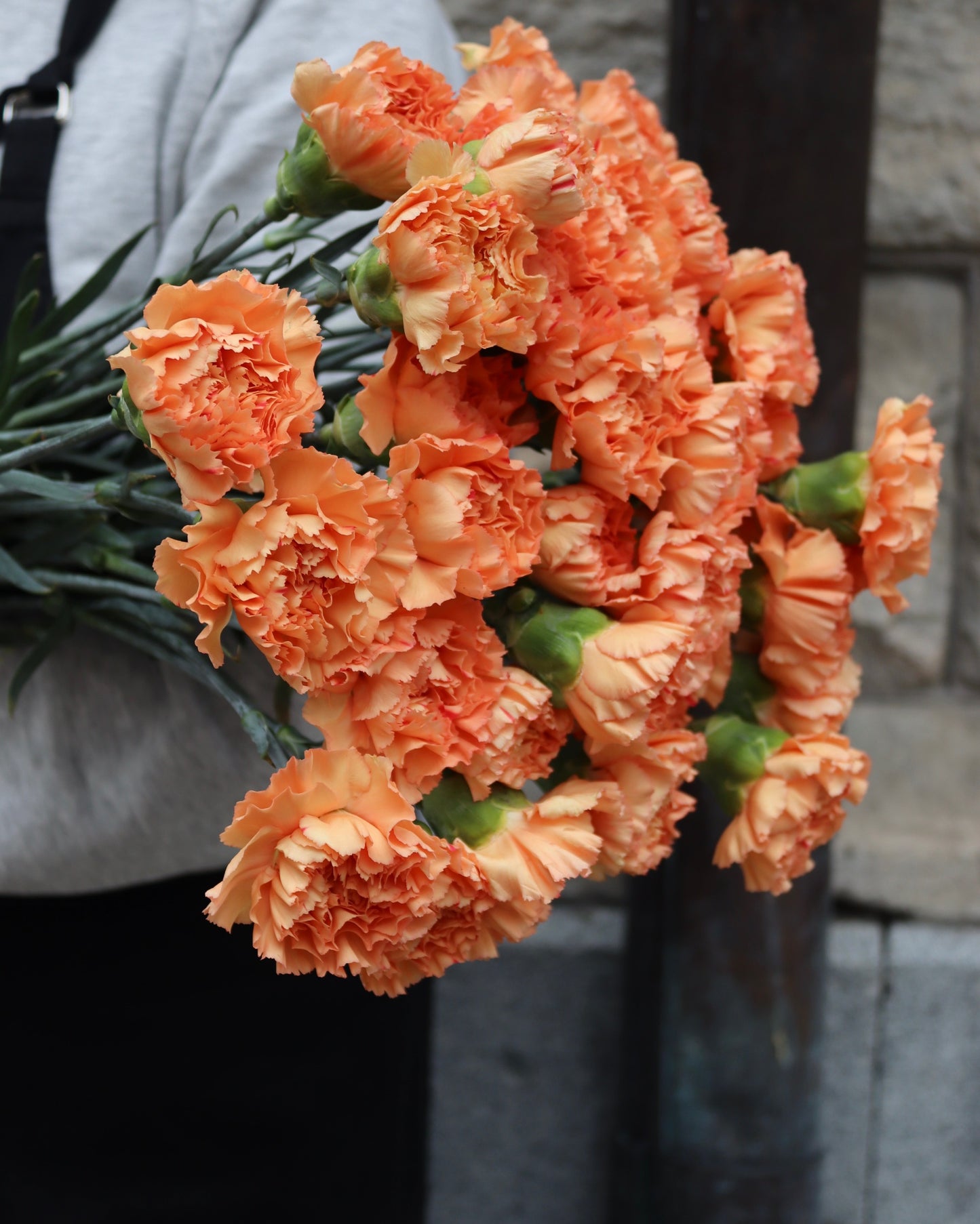 Nejlika - Dianthus
