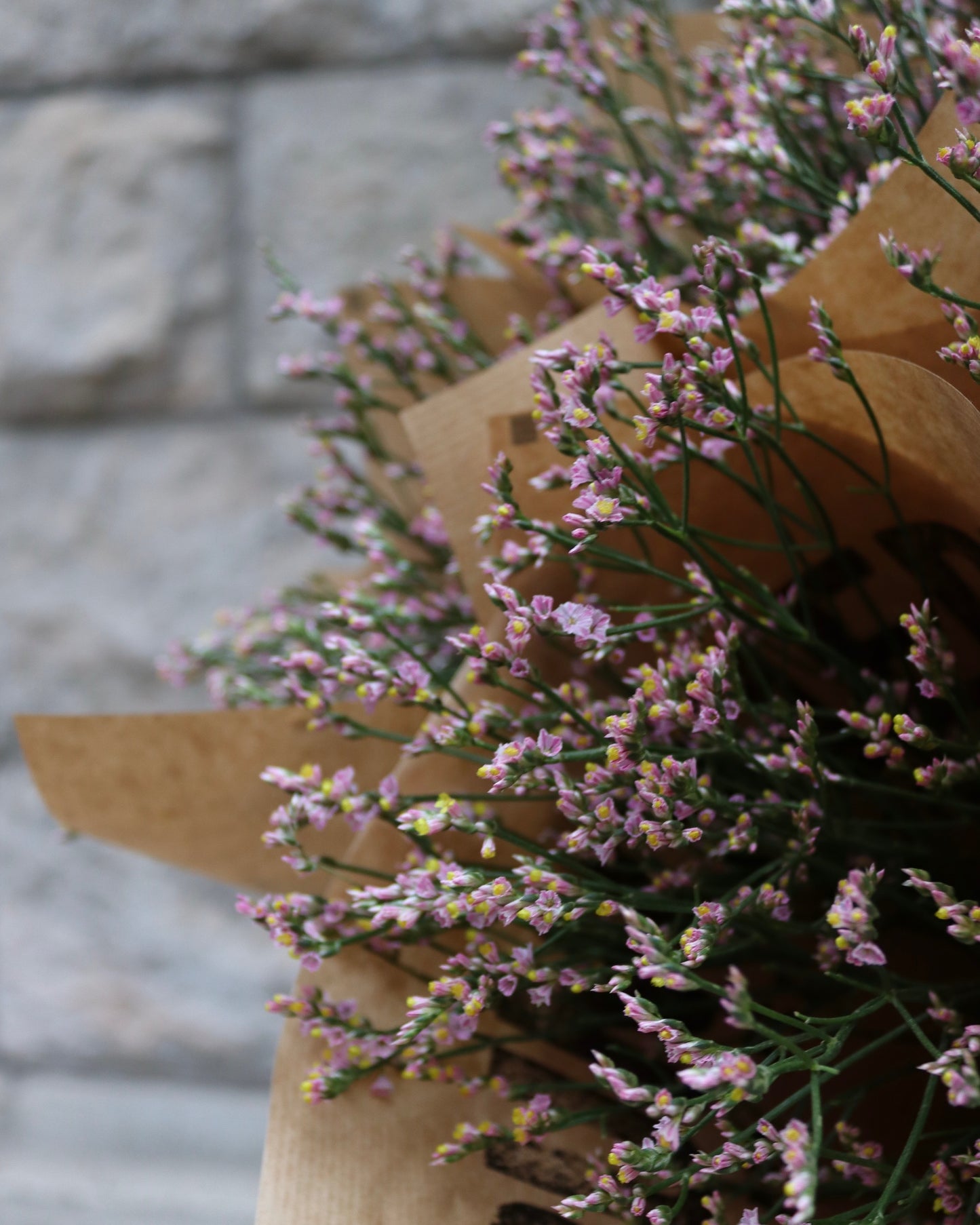 Limonium