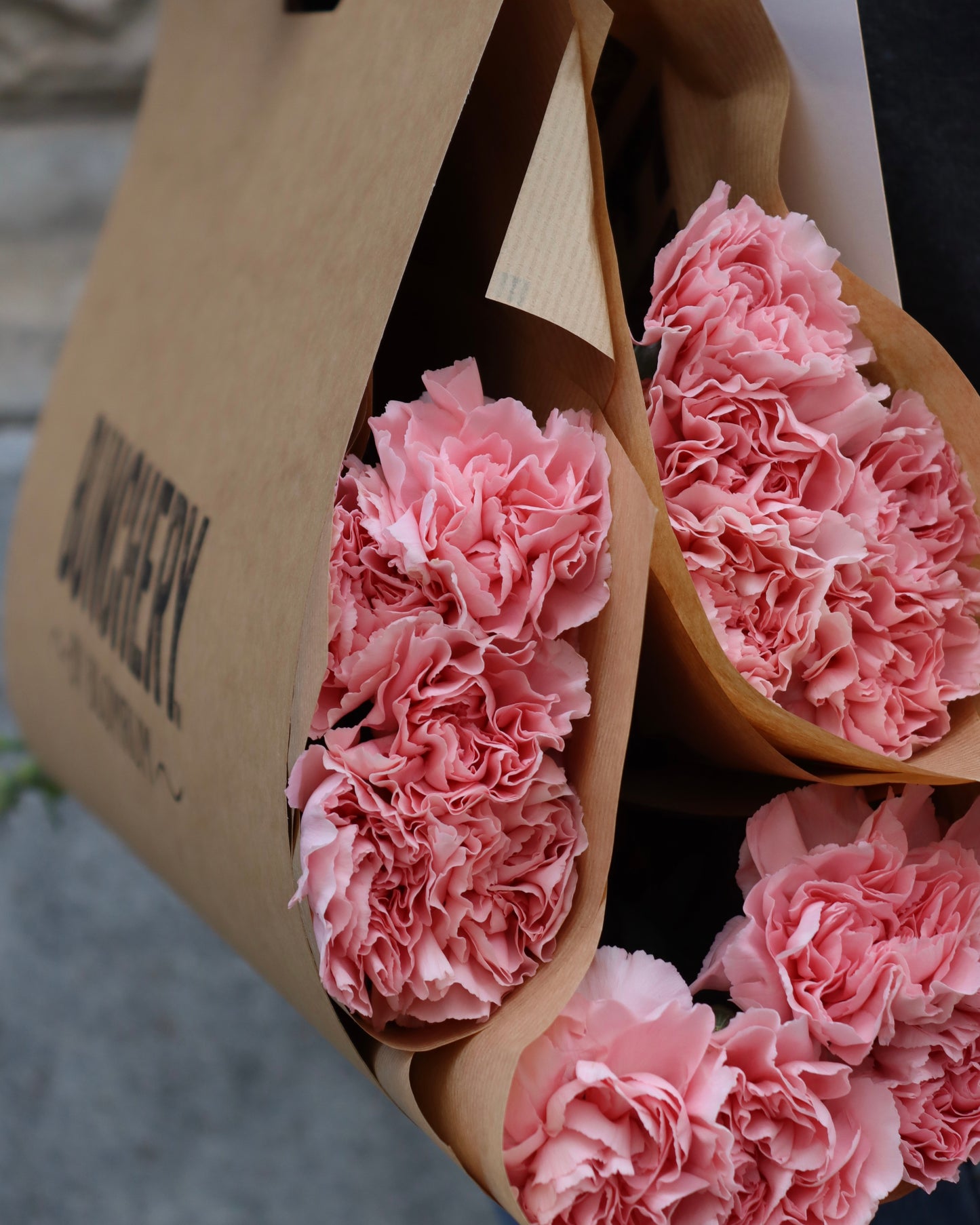 Nejlika - Dianthus