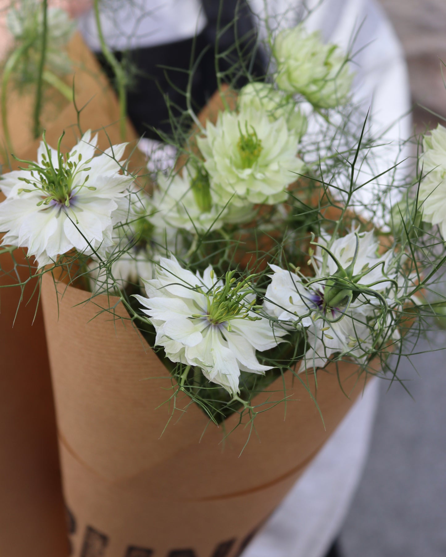 Nigella