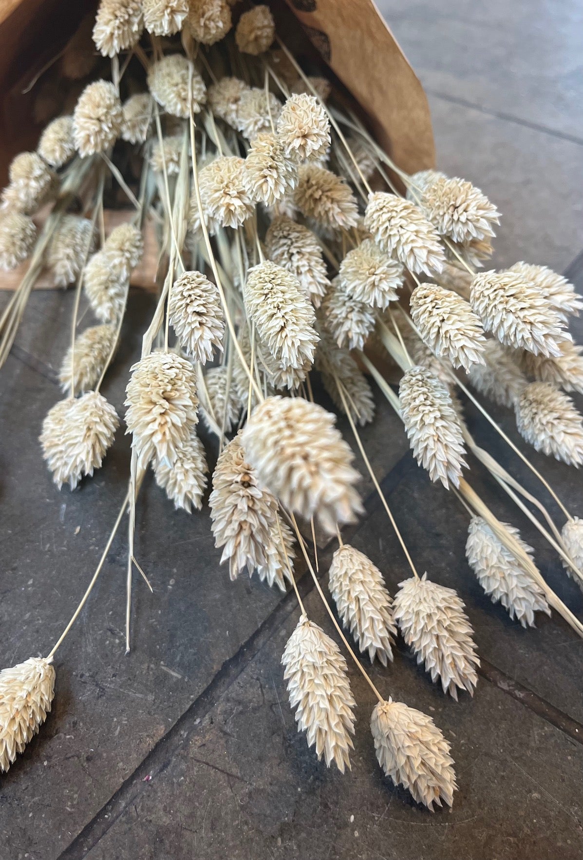 Phalaris
