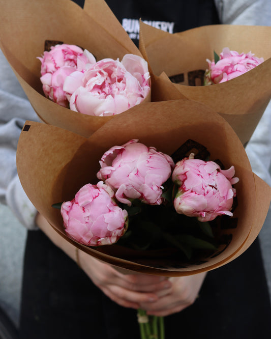 Pion - Paeonia