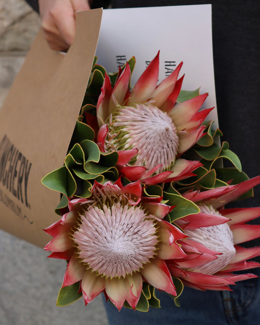 Protea