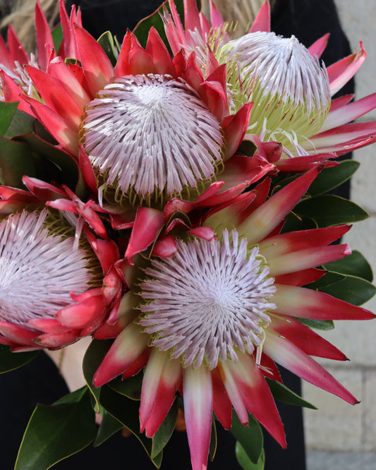 Protea