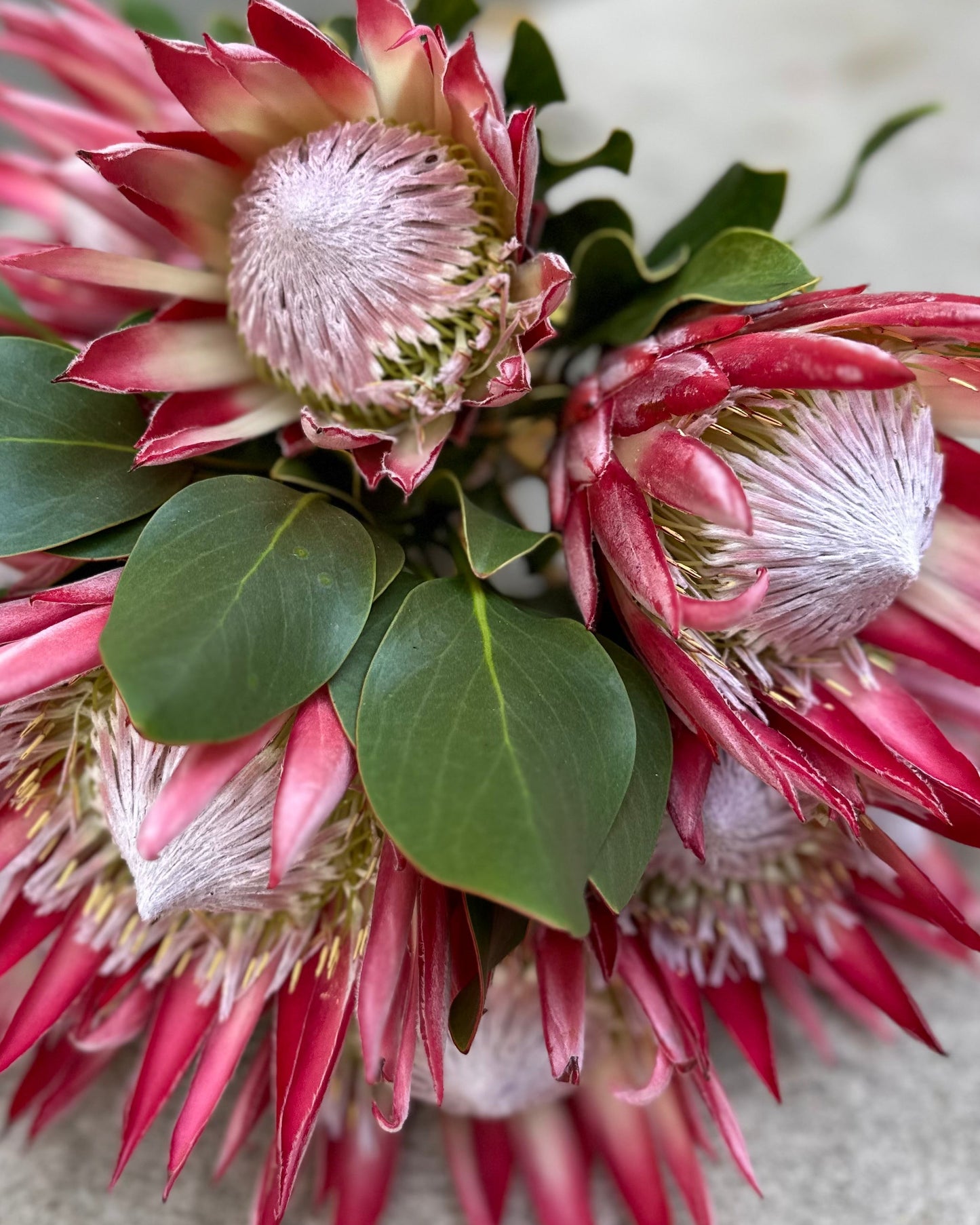 Protea