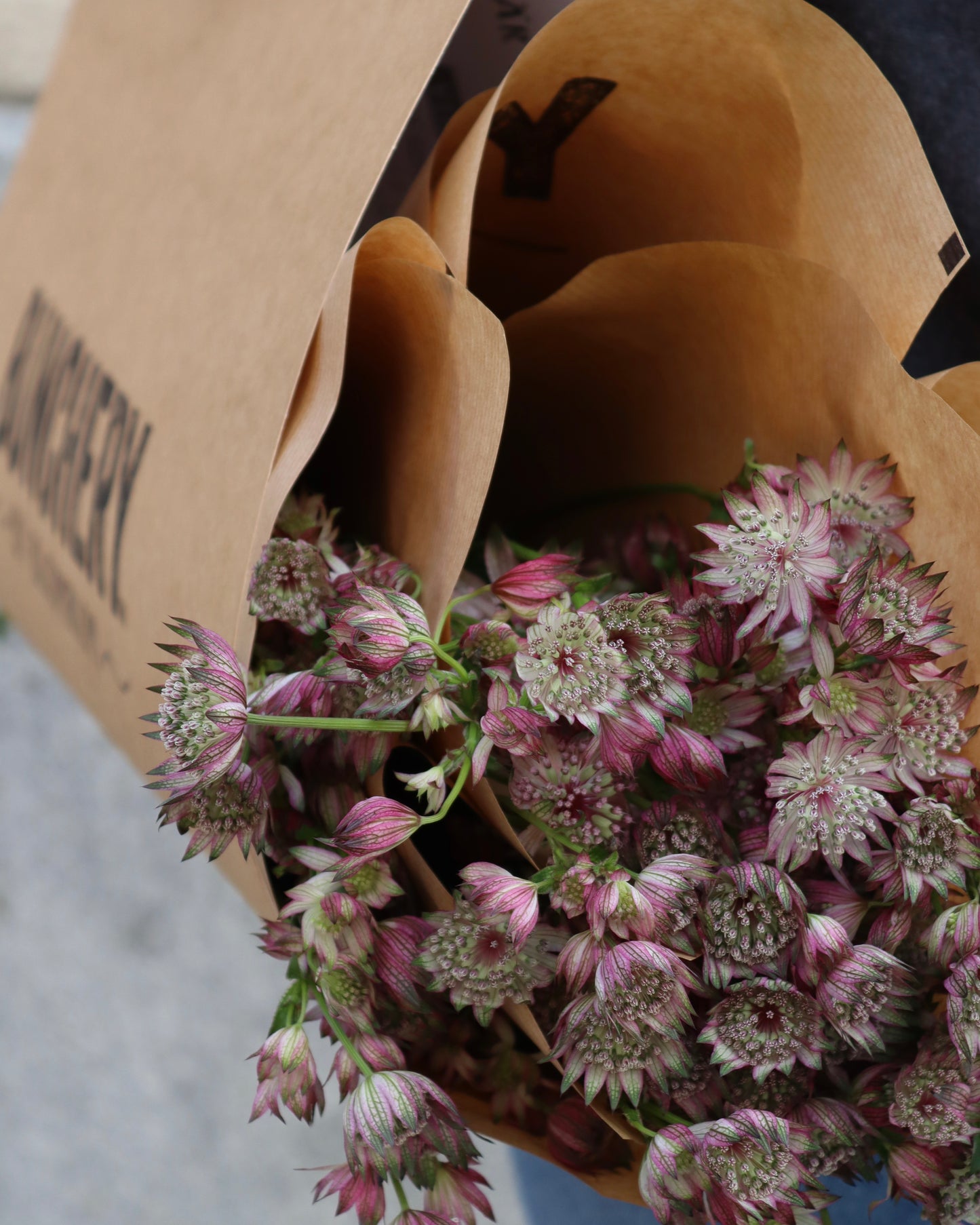 Stjärnflocka - Astrandsia