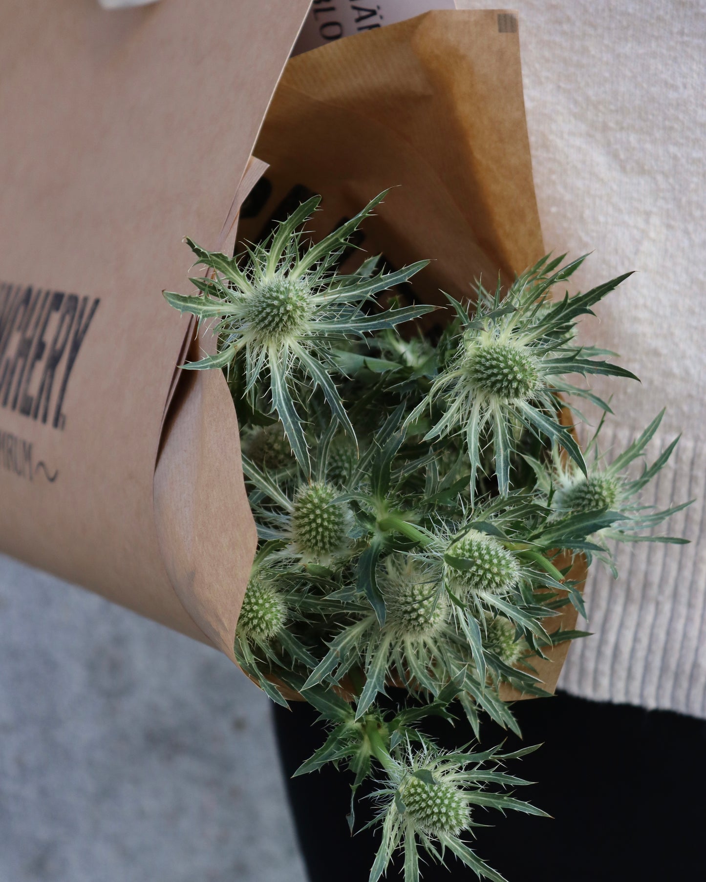 Tistel - Eryngium