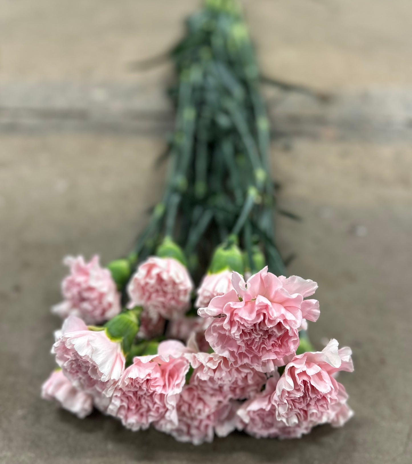 Nejlika/Dianthus rosa