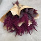 Amaranthus