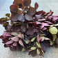 Perukbuske - Cotinus
