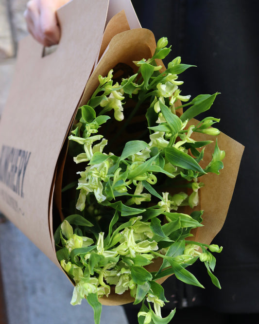 Alstromeria-Alstroemeria