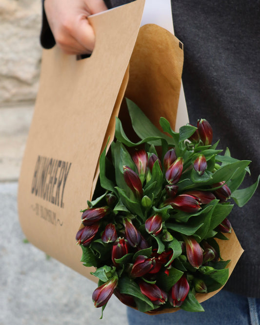 Alstromeria-Alstroemeria