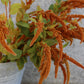 Amaranthus
