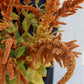 Amaranthus