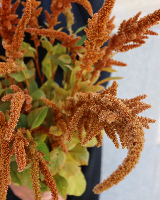 Amaranthus