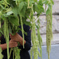 Amaranthus