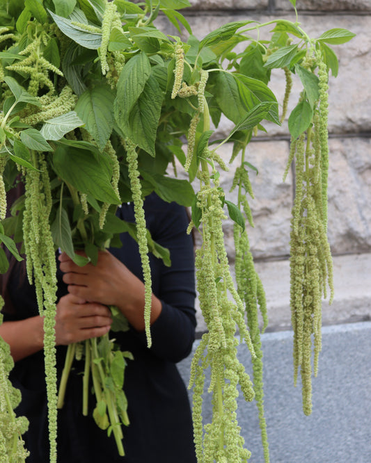 Amaranthus