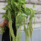 Amaranthus