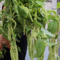 Amaranthus