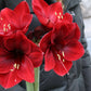Amaryllis