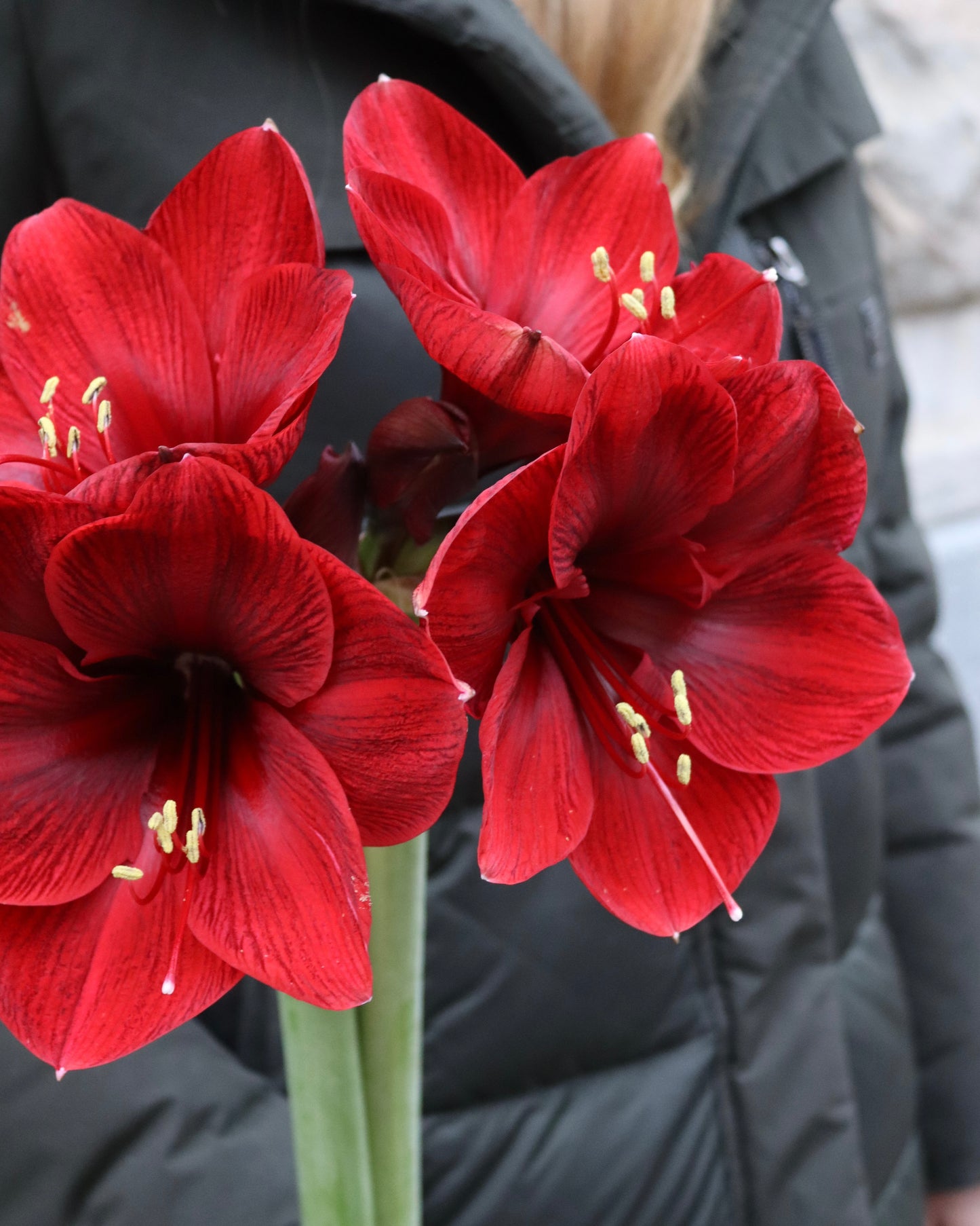 Amaryllis