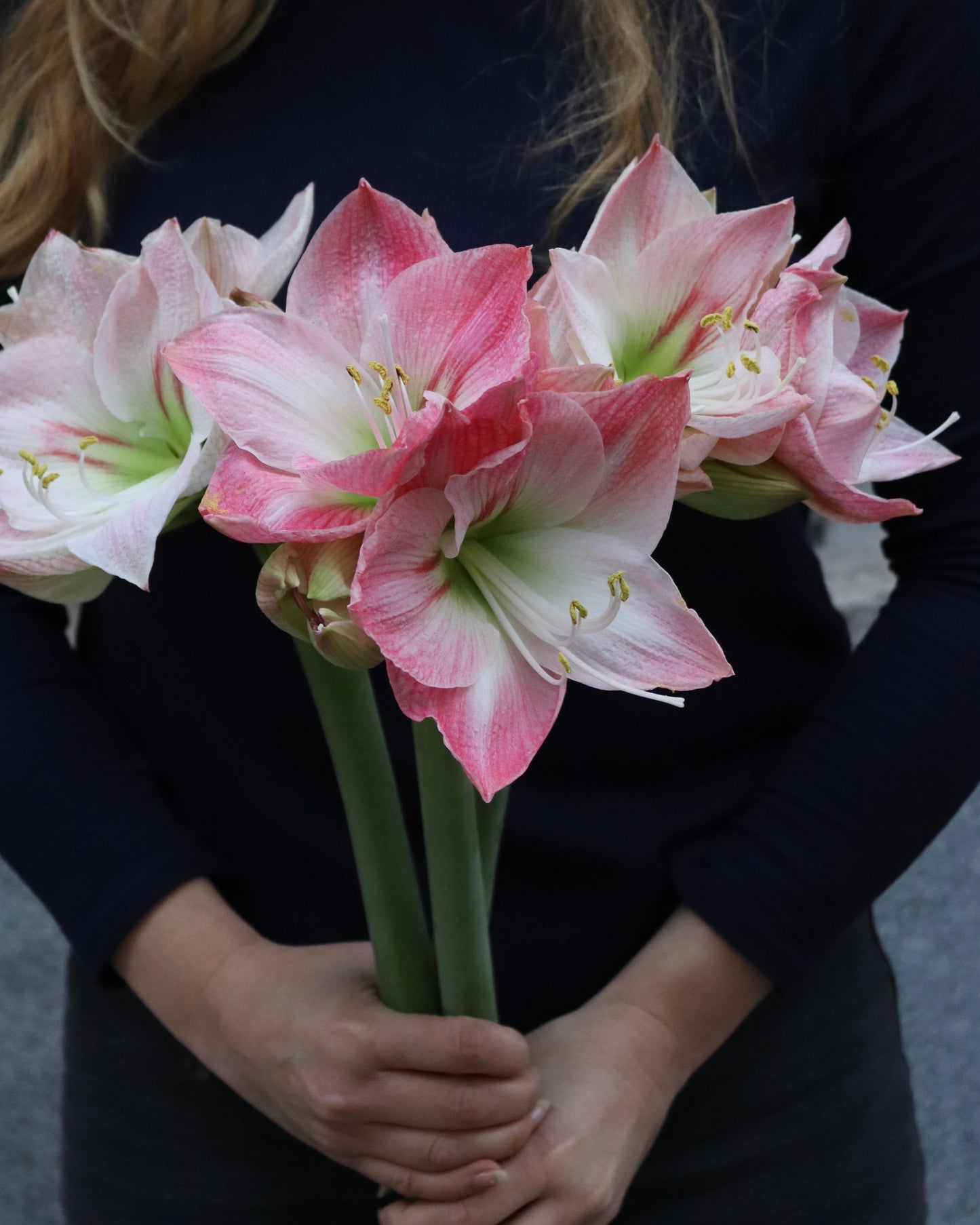Amaryllis