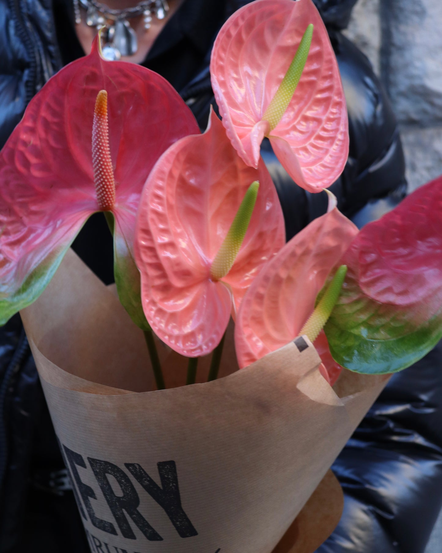 Anthurium