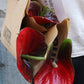 Anthurium