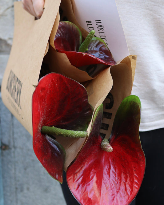 Anthurium