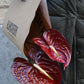 Anthurium