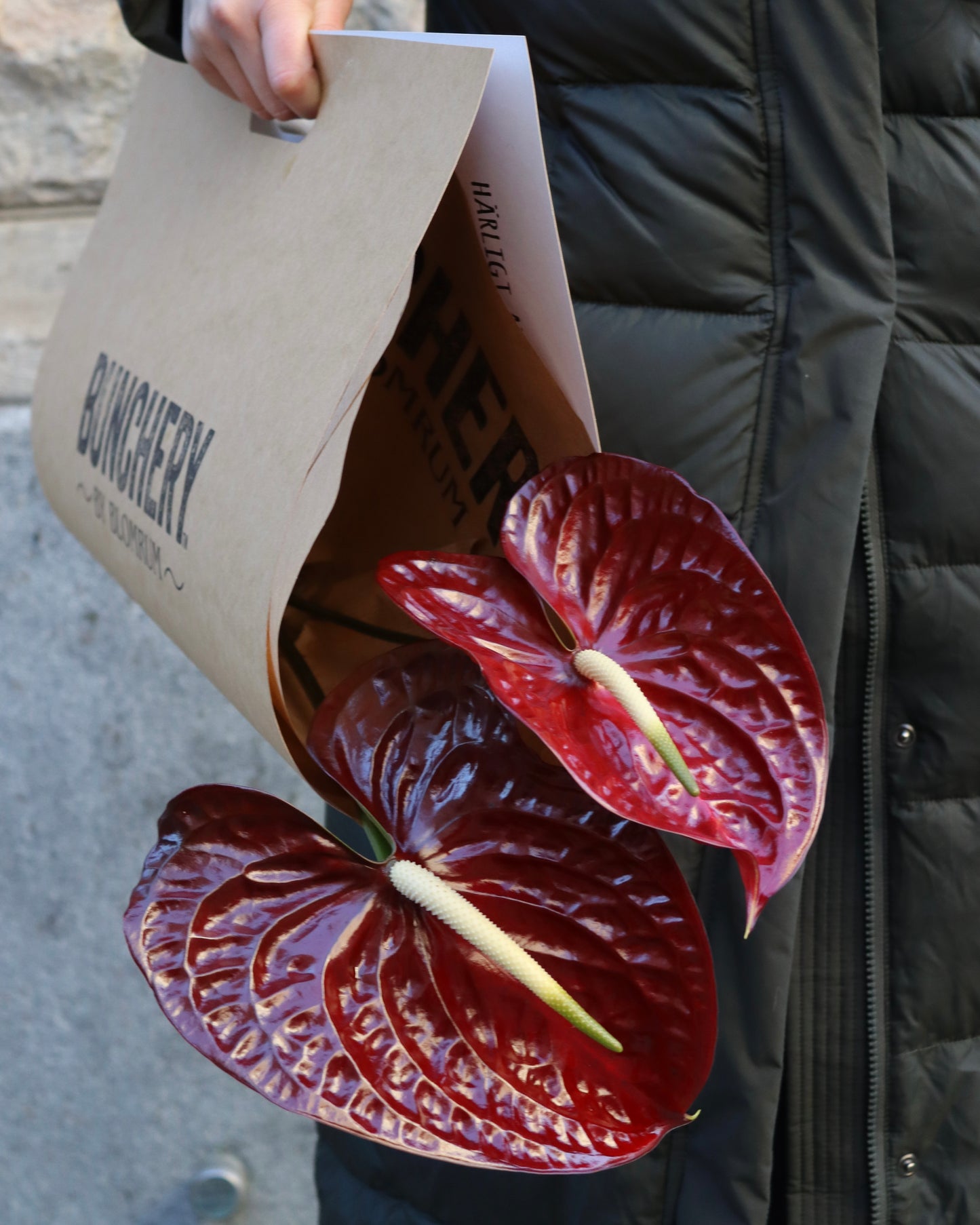 Anthurium