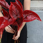 Anthurium