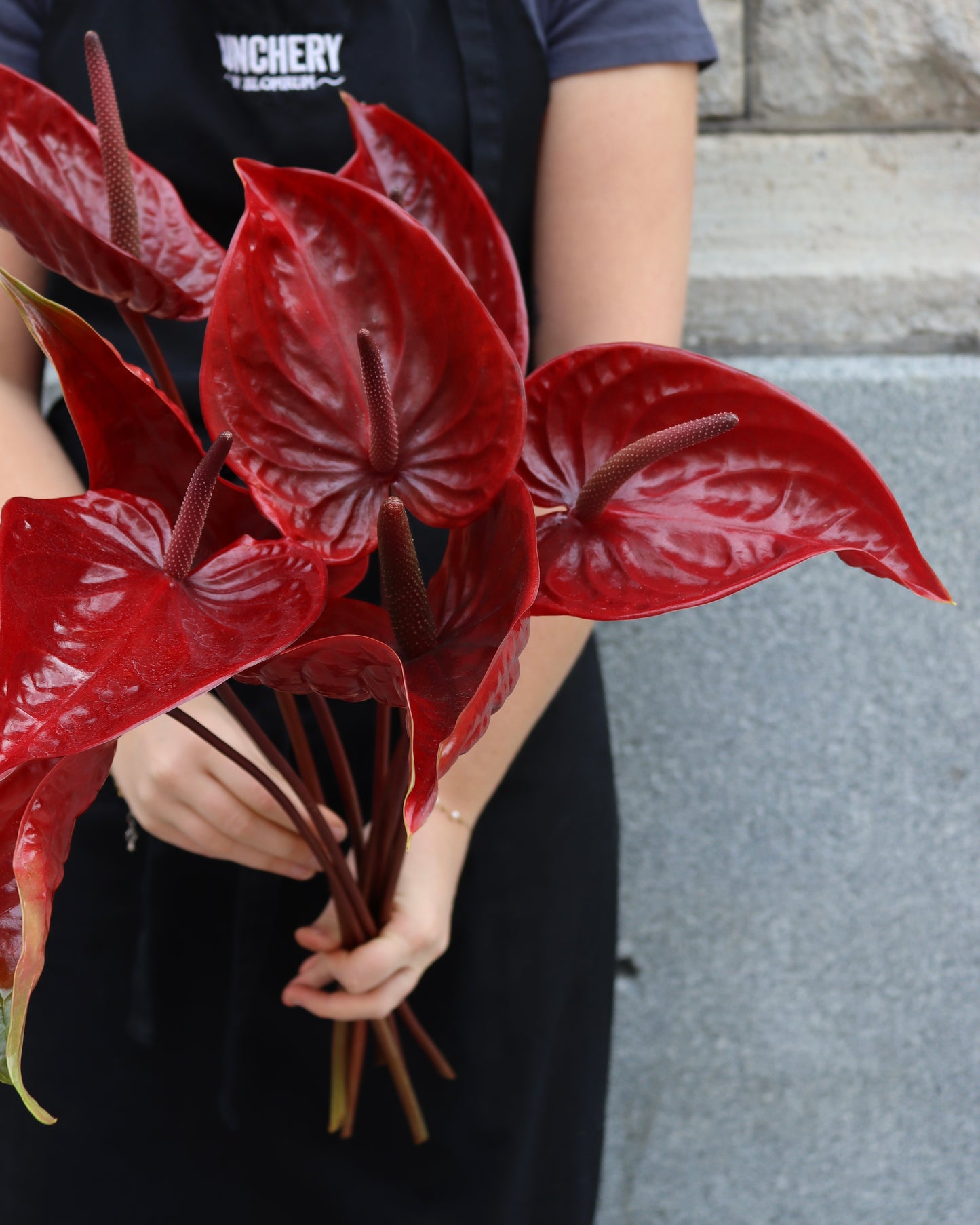 Anthurium