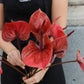 Anthurium
