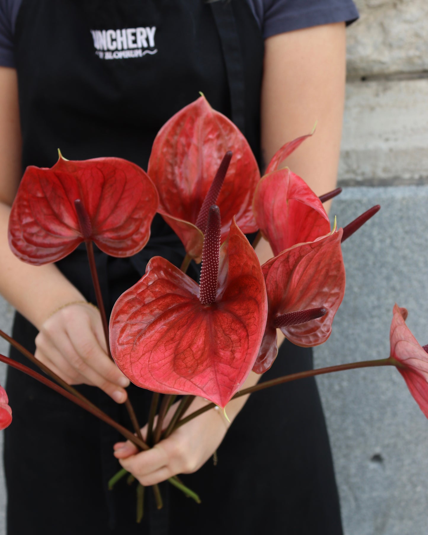 Anthurium