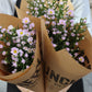 Aster