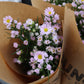 Aster