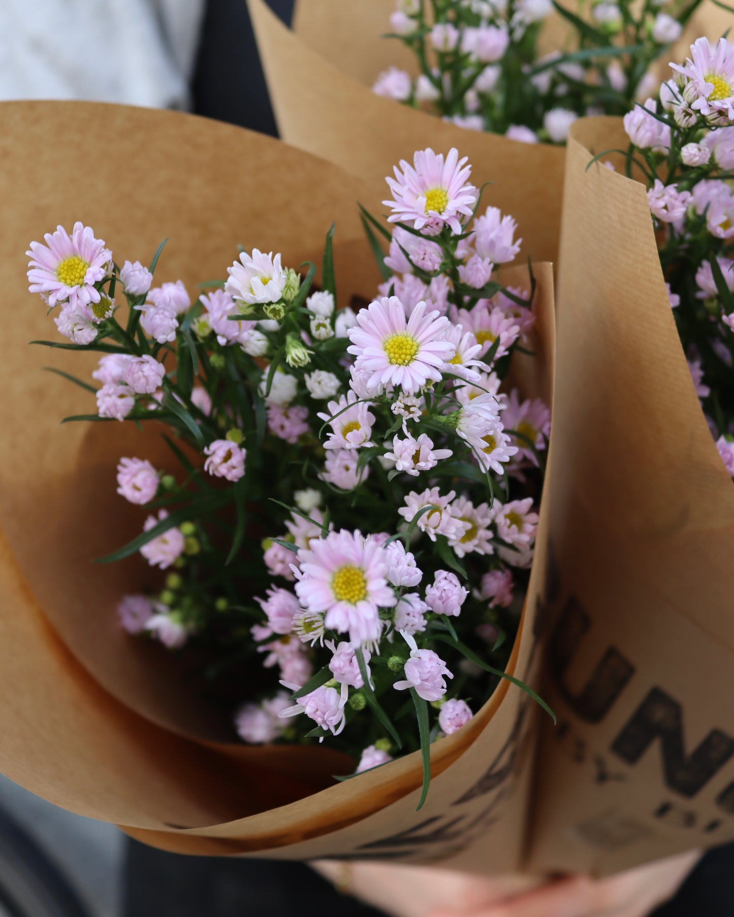 Aster